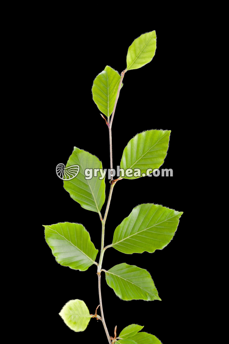 Hêtre - Rameau avec feuilles (Fagus sylvatica)  - gryphea.com